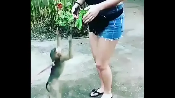 Video clip Monkey flashed girl's boobs hay nhất